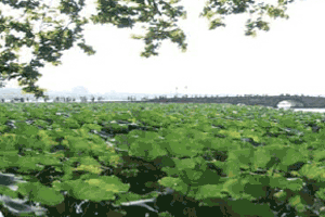 杭州重磅出击会奖旅游市场